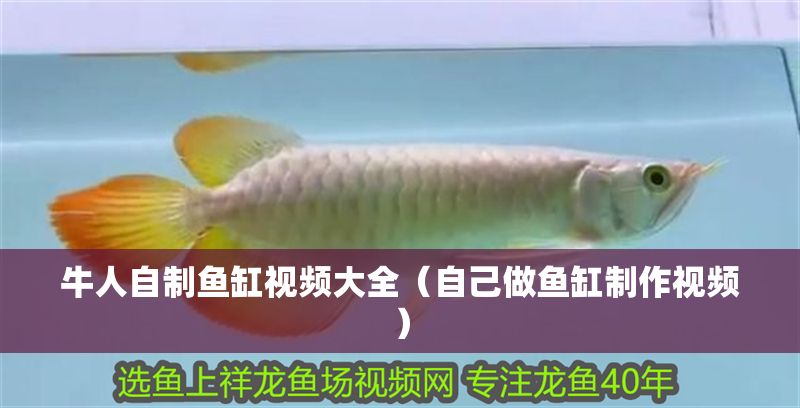 牛人自制魚缸視頻大全（自己做魚缸制作視頻）