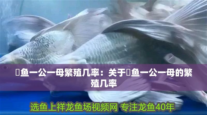 魟魚一公一母繁殖幾率：關于魟魚一公一母的繁殖幾率