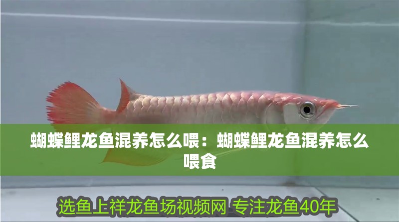 蝴蝶鯉龍魚(yú)混養(yǎng)怎么喂：蝴蝶鯉龍魚(yú)混養(yǎng)怎么喂食