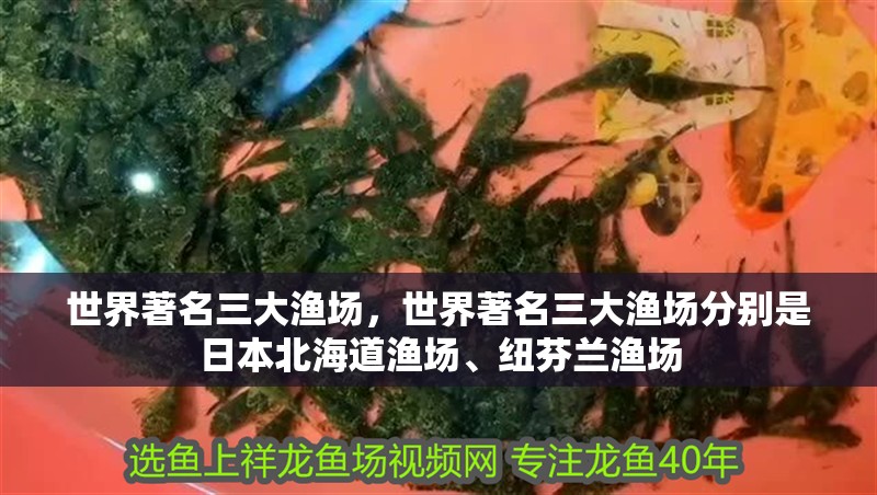 世界著名三大漁場，世界著名三大漁場分別是日本<strong><mark>北海</mark></strong>道漁場、紐芬蘭漁場