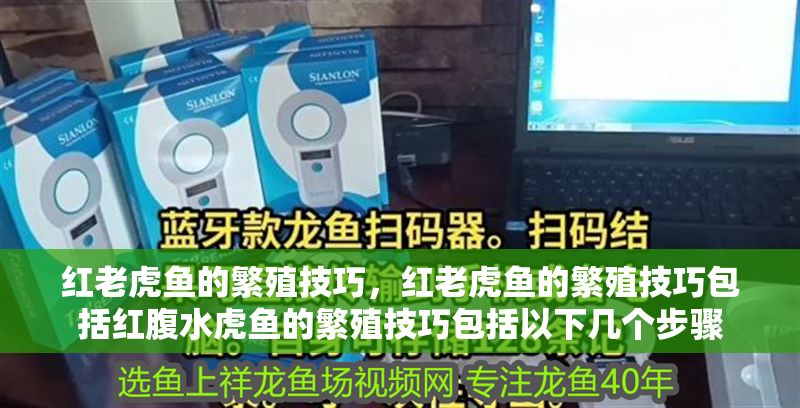 紅老虎魚的繁殖技巧，紅老虎魚的繁殖技巧包括紅腹水虎魚的繁殖技巧包括以下幾個步驟