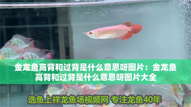 金龍魚高背和過背是什么意思呀圖片：金龍魚高背和過背是什么意思呀圖片大全 金龍魚高背和過背是什么意思呀圖片：金龍魚高背和過背是什么意思呀圖片大全 水族問答