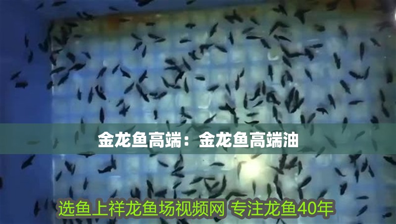 金龍魚高端：金龍魚高端油
