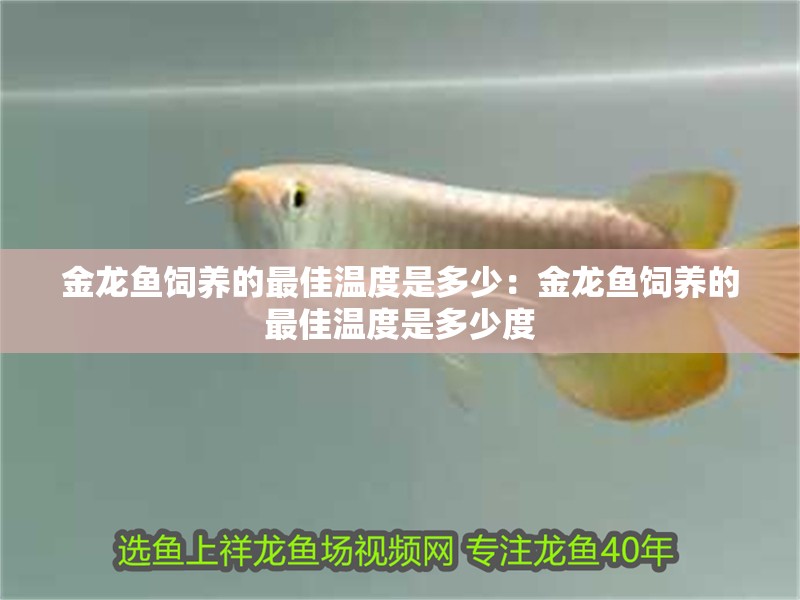 金龍魚飼養的最佳溫度是多少：金龍魚飼養的最佳溫度是多少度