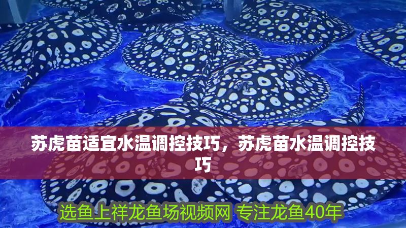 蘇虎苗適宜水溫調(diào)控技巧，蘇虎苗水溫調(diào)控技巧 蘇虎苗適宜水溫調(diào)控技巧，蘇虎苗水溫調(diào)控技巧 虎魚百科 第1張