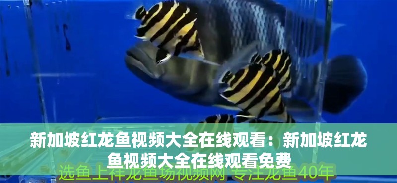 新加坡紅龍魚視頻大全在線觀看：新加坡紅龍魚視頻大全在線觀看免費