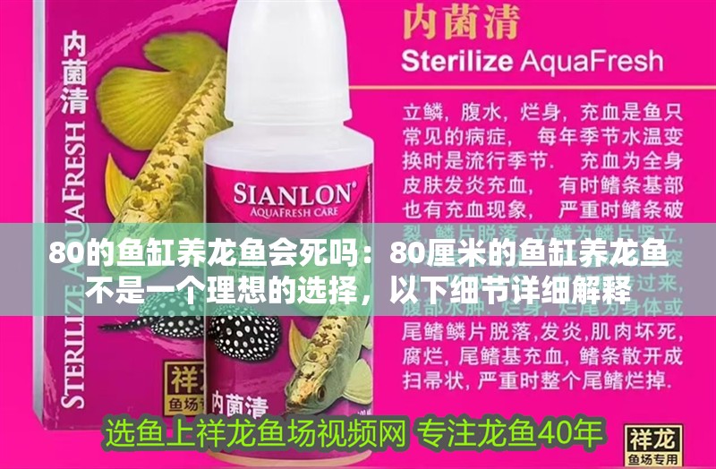 80的魚缸養龍魚會死嗎：80厘米的魚缸養龍魚不是一個理想的選擇，以下細節詳細解釋