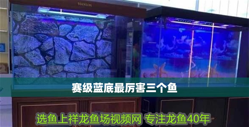 賽級(jí)藍(lán)底最厲害三個(gè)魚(yú)