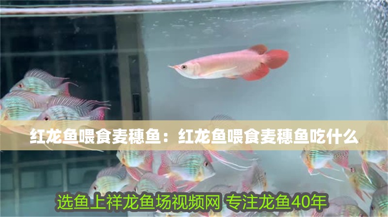 紅龍魚喂食麥穗魚：紅龍魚喂食麥穗魚吃什么