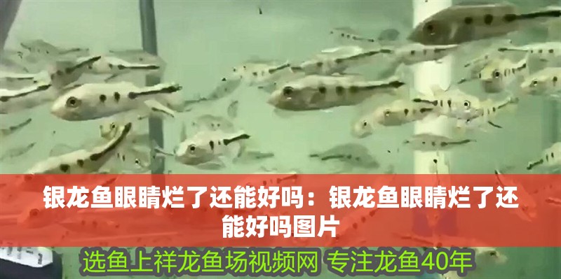 銀龍魚眼睛爛了還能好嗎：銀龍魚眼睛爛了還能好嗎圖片
