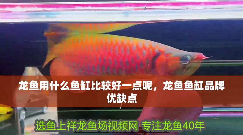 龍魚用什么魚缸比較好一點呢，龍魚魚缸品牌優缺點