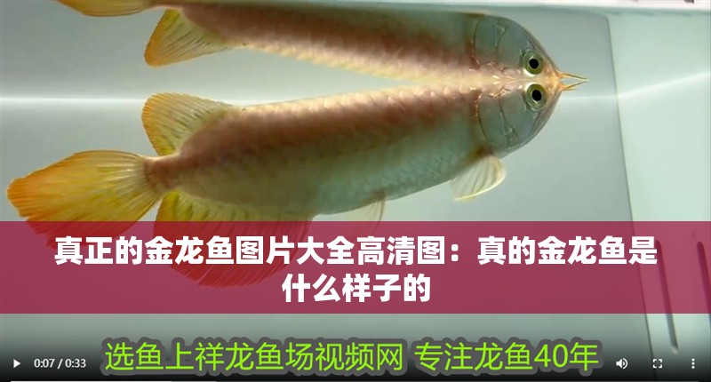 真正的金龍魚圖片大全高清圖:真的金龍魚是什么樣子的 水族問答 真正的金龍魚圖片大全高清圖:真的金龍魚是什么樣子的 真正的金龍魚圖片大全高清圖:真的金龍魚是什么樣子的 水族問答