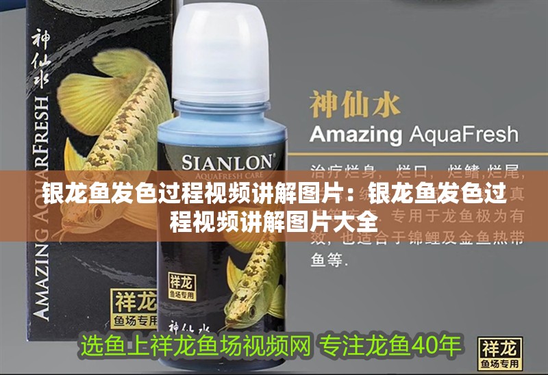 銀龍魚發(fā)色過程視頻講解圖片:銀龍魚發(fā)色過程視頻講解圖片大全 水族問答 銀龍魚發(fā)色過程視頻講解圖片:銀龍魚發(fā)色過程視頻講解圖片大全 銀龍魚發(fā)色過程視頻講解圖片:銀龍魚發(fā)色過程視頻講解圖片大全 水族問答