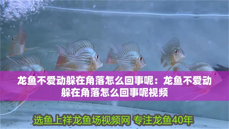 龍魚不愛動躲在角落怎么回事呢：龍魚不愛動躲在角落怎么回事呢視頻