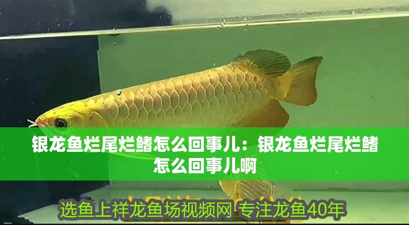 銀龍魚爛尾爛鰭怎么回事兒：銀龍魚爛尾爛鰭怎么回事兒啊