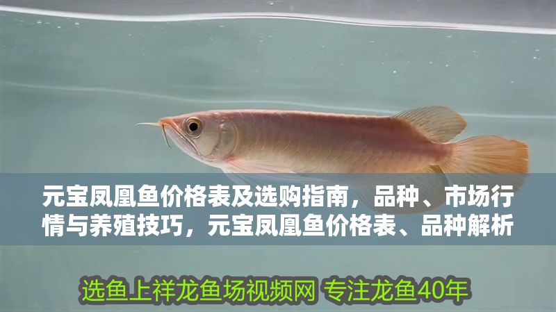 元寶鳳凰魚價格表及選購指南，品種、市場行情與養(yǎng)殖技巧，元寶鳳凰魚價格表、品種解析與養(yǎng)殖選購全攻略 元寶鳳凰魚價格表及選購指南，品種、市場行情與養(yǎng)殖技巧，元寶鳳凰魚價格表、品種解析與養(yǎng)殖選購全攻略 龍魚百科 第1張