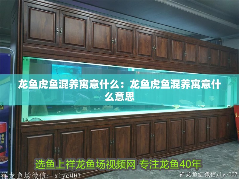 龍魚(yú)虎魚(yú)混養(yǎng)寓意什么：龍魚(yú)虎魚(yú)混養(yǎng)寓意什么意思