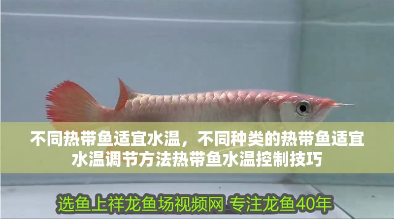 不同熱帶魚適宜水溫，不同種類的熱帶魚適宜水溫調節方法熱帶魚水溫控制技巧 不同熱帶魚適宜水溫，不同種類的熱帶魚適宜水溫調節方法熱帶魚水溫控制技巧 虎魚百科 第1張