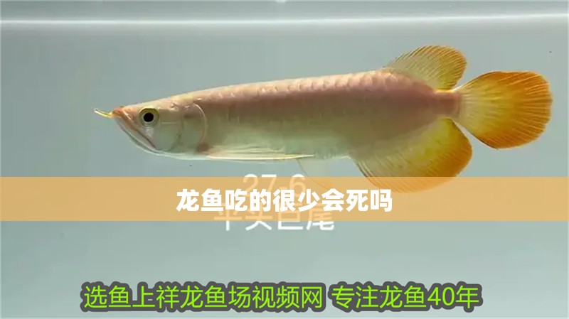 龍魚吃的很少會死嗎