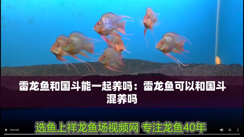 雷龍魚和國斗能一起養嗎：雷龍魚可以和國斗混養嗎 雷龍魚和國斗能一起養嗎：雷龍魚可以和國斗混養嗎 水族問答