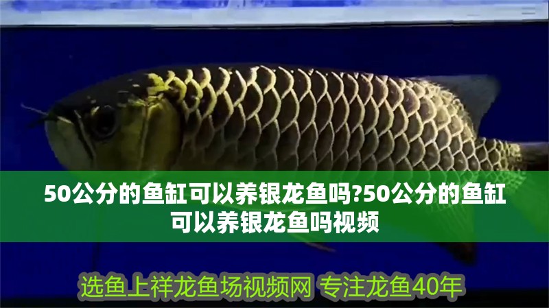 50公分的魚缸可以養銀龍魚嗎?50公分的魚缸可以養銀龍魚嗎視頻