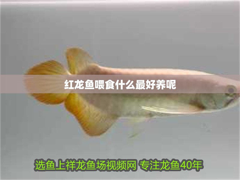 紅龍魚喂食什么最好養呢