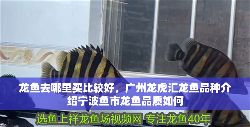 龍魚去哪里買比較好，廣州龍虎匯龍魚品種介紹寧波魚市龍魚品質如何