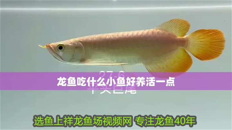 龍魚吃什么小魚好養活一點