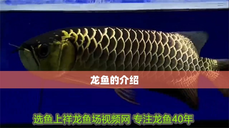 龍魚的介紹
