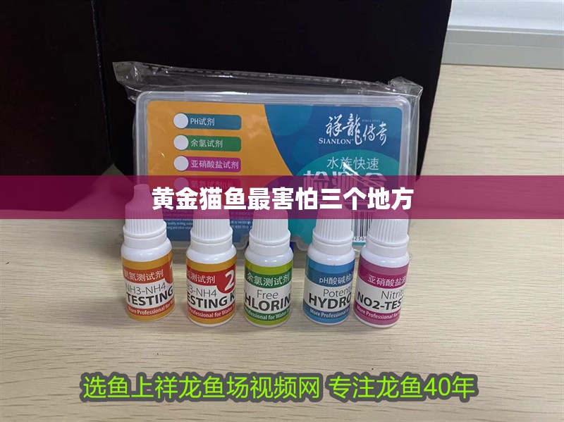 黃金貓魚最害怕三個地方