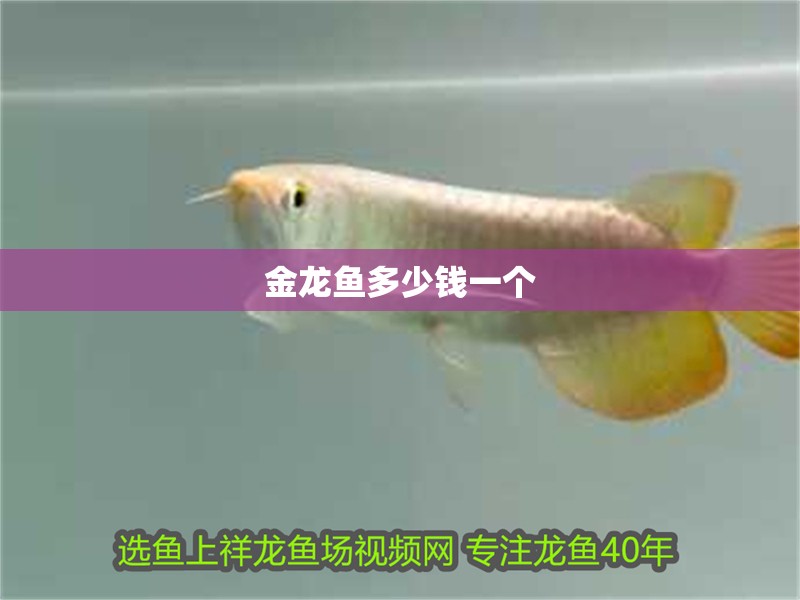 金龍魚多少錢一個(gè) 金龍魚多少錢一個(gè) 龍魚百科 第3張