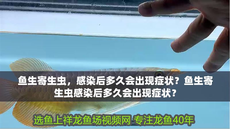 魚生寄生蟲，感染后多久會出現癥狀？魚生寄生蟲感染后多久會出現癥狀？ 魚生寄生蟲，感染后多久會出現癥狀？魚生寄生蟲感染后多久會出現癥狀？ 龍魚常見疾病 第1張