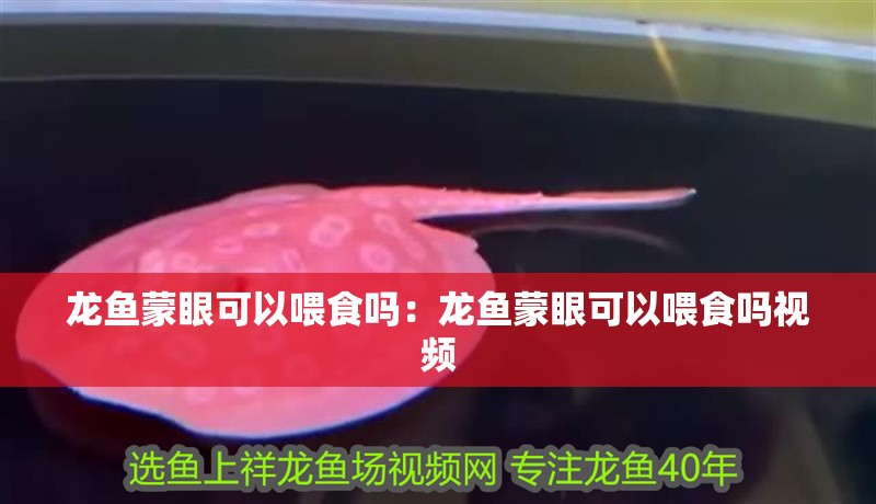 龍魚蒙眼可以喂食嗎：龍魚蒙眼可以喂食嗎視頻