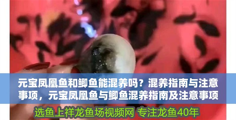 元寶鳳凰魚和鯽魚能混養嗎？混養指南與注意事項，元寶鳳凰魚與鯽魚混養指南及注意事項