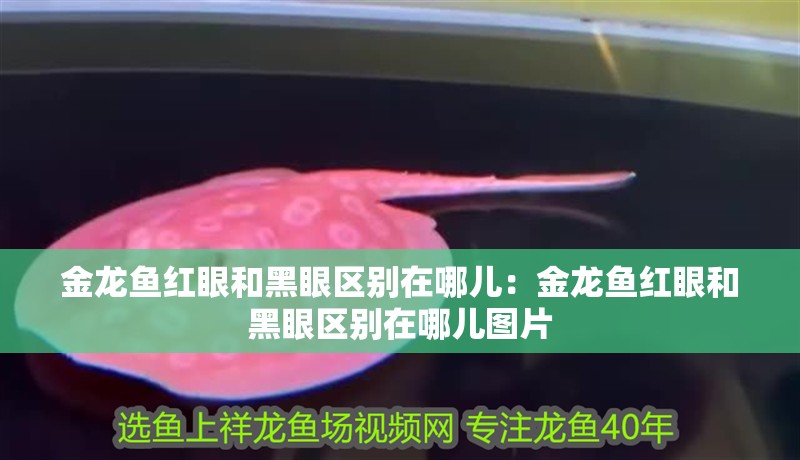 金龍魚紅眼和黑眼區別在哪兒：金龍魚紅眼和黑眼區別在哪兒圖片