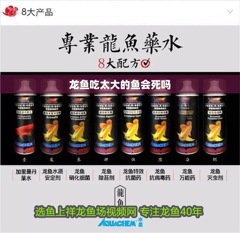 龍魚吃太大的魚會死嗎