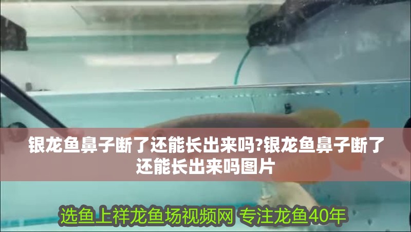 銀龍魚鼻子斷了還能長出來嗎?銀龍魚鼻子斷了還能長出來嗎圖片