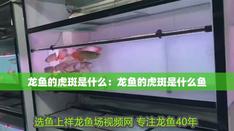 龍魚的虎斑是什么：龍魚的虎斑是什么魚