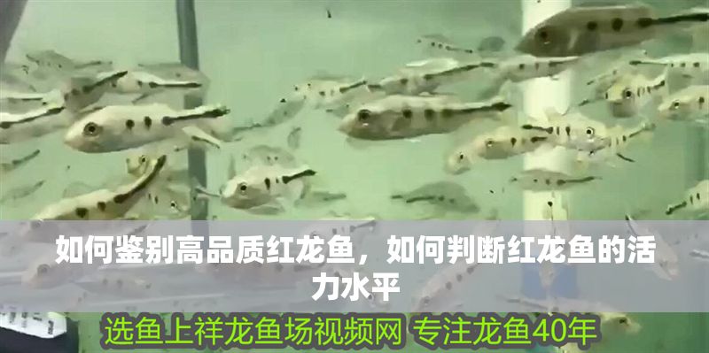 如何鑒別高品質紅龍魚，如何判斷紅龍魚的活力水平