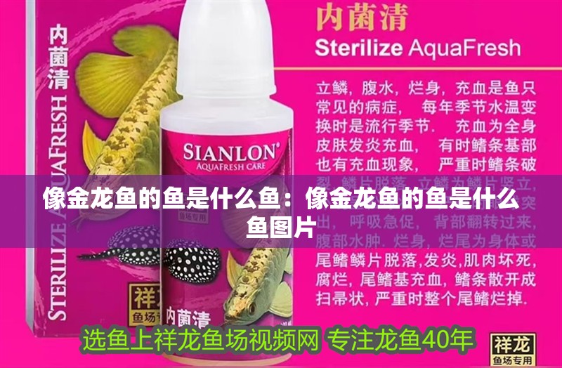 像金龍魚的魚是什么魚：像金龍魚的魚是什么魚圖片