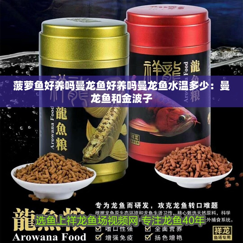菠蘿魚好養(yǎng)嗎曼龍魚好養(yǎng)嗎曼龍魚水溫多少：曼龍魚和金波子