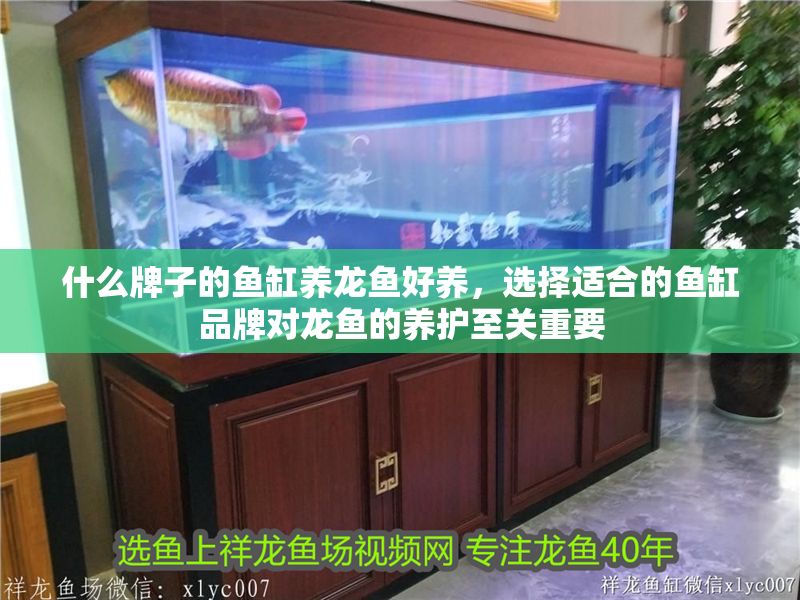 什么牌子的魚缸養龍魚好養，選擇適合的魚缸品牌對龍魚的養護至關重要 什么牌子的魚缸養龍魚好養，選擇適合的魚缸品牌對龍魚的養護至關重要 魚缸百科 第2張