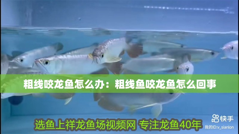 粗線咬龍魚怎么辦：粗線魚咬龍魚怎么回事
