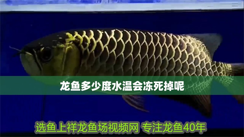 龍魚多少度水溫會(huì)凍死掉呢 龍魚多少度水溫會(huì)凍死掉呢 龍魚百科 第2張