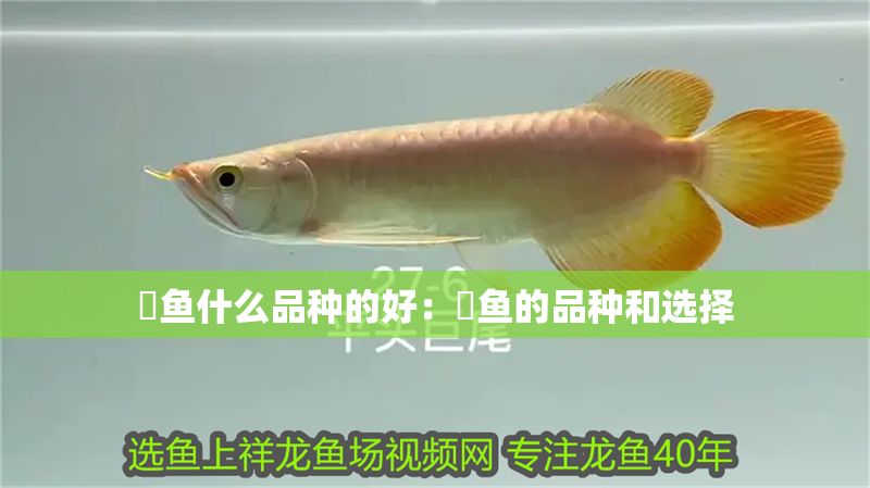 魟魚什么品種的好：魟魚的品種和選擇