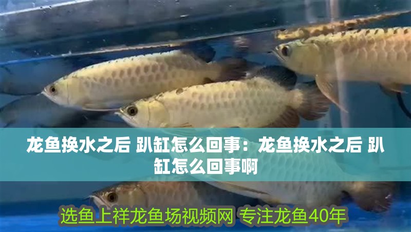 龍魚換水之后 趴缸怎么回事：龍魚換水之后 趴缸怎么回事啊 龍魚換水之后 趴缸怎么回事：龍魚換水之后 趴缸怎么回事啊 水族問答