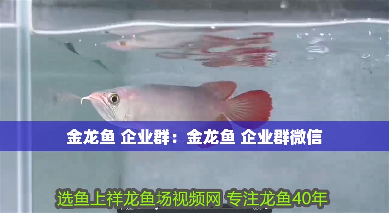 金龍魚 企業(yè)群：金龍魚 企業(yè)群微信