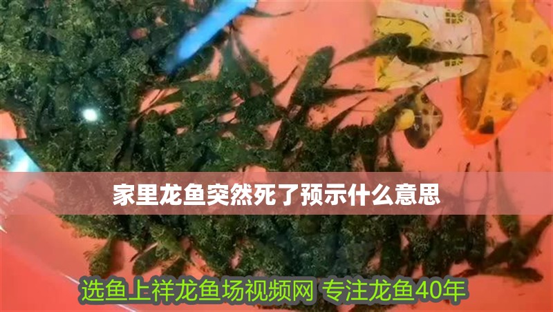 家里龍魚突然死了預(yù)示什么意思