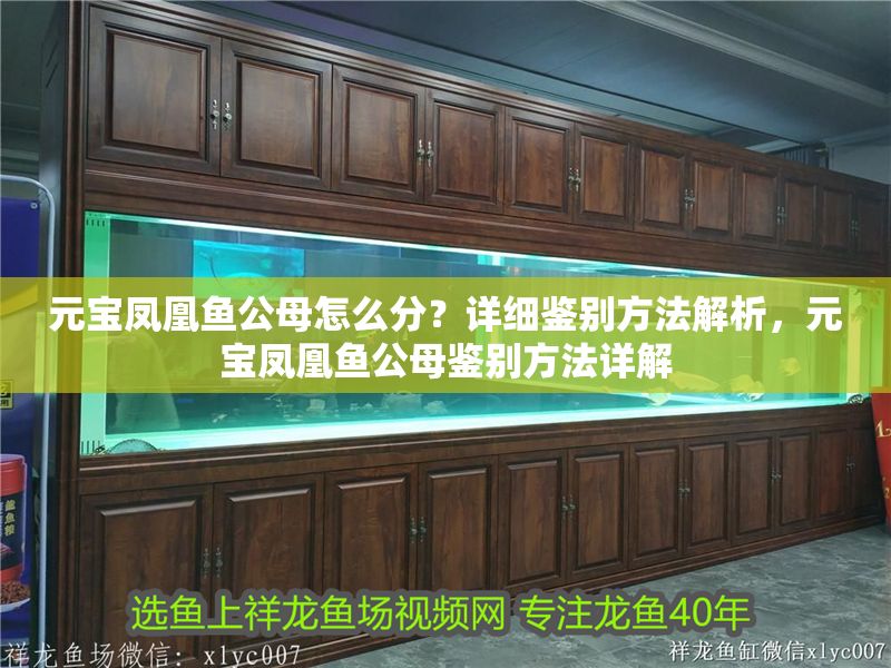 元寶鳳凰魚公母怎么分?詳細鑒別方法解析,元寶鳳凰魚公母鑒別方法詳解 龍魚百科 第1張 元寶鳳凰魚公母怎么分?詳細鑒別方法解析,元寶鳳凰魚公母鑒別方法詳解 元寶鳳凰魚公母怎么分?詳細鑒別方法解析,元寶鳳凰魚公母鑒別方法詳解 龍魚百科 第1張