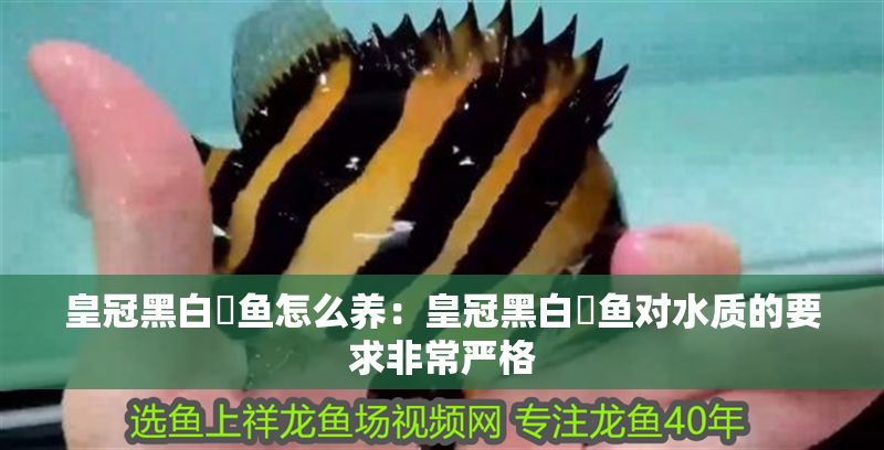 皇冠黑白魟魚怎么養(yǎng)：皇冠黑白魟魚對水質(zhì)的要求非常嚴格